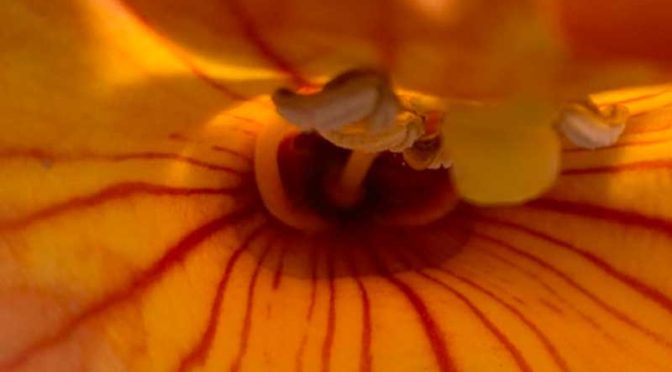 ノウゼンカズラの花の奥には蜜がたっぷり