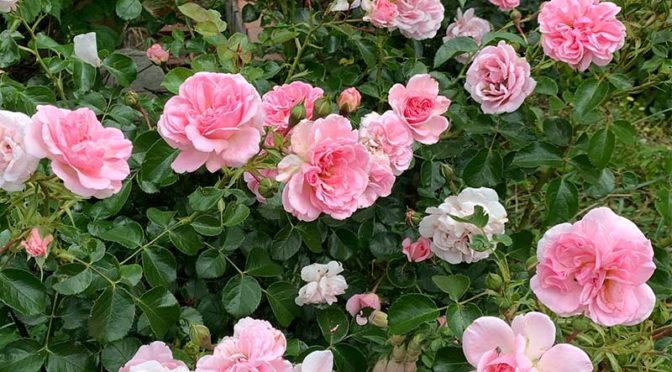 花数の多い春のホーム＆ガーデン（ピンク色のバラ）