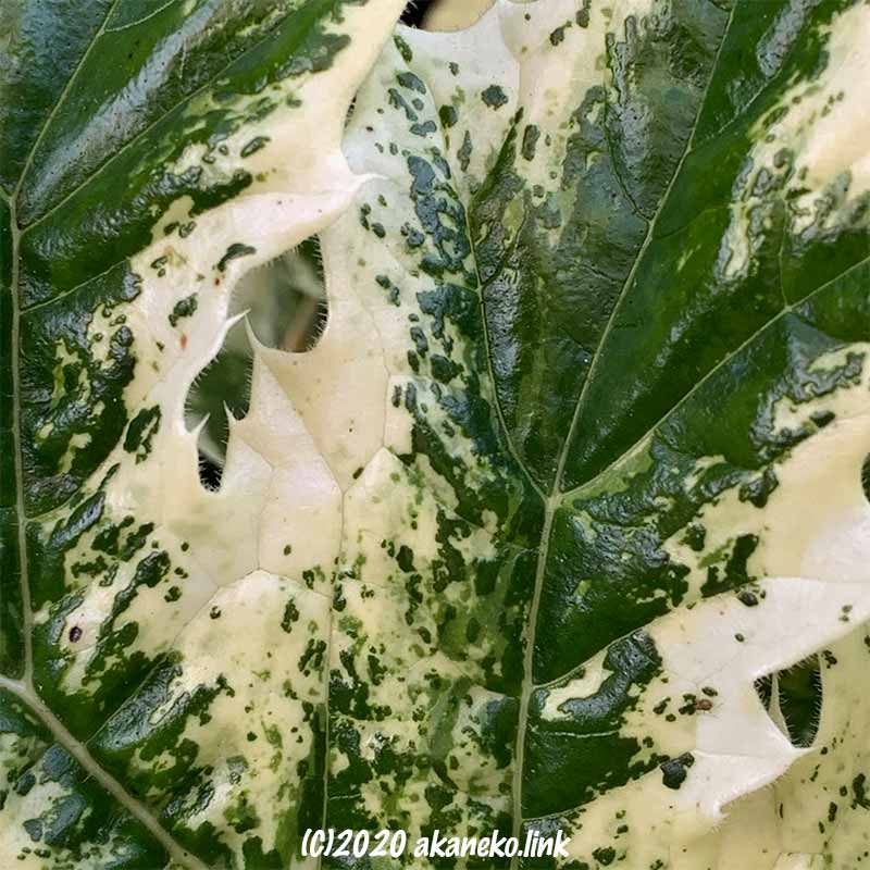 アカンサスモリス・タスマニアンエンジェルの葉の斑入り模様