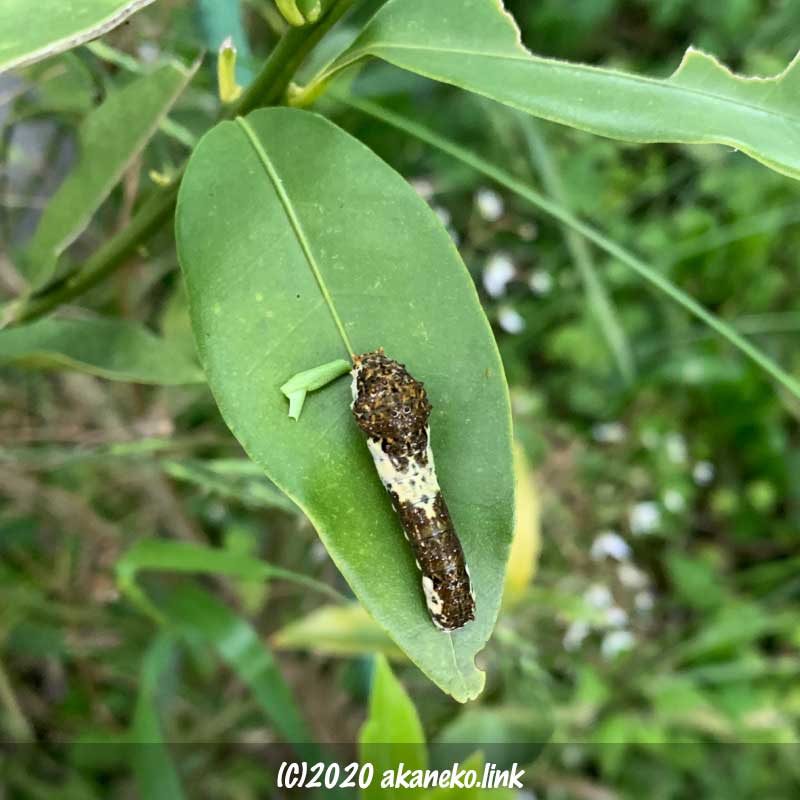 金柑の葉の上のナミアゲハの幼虫
