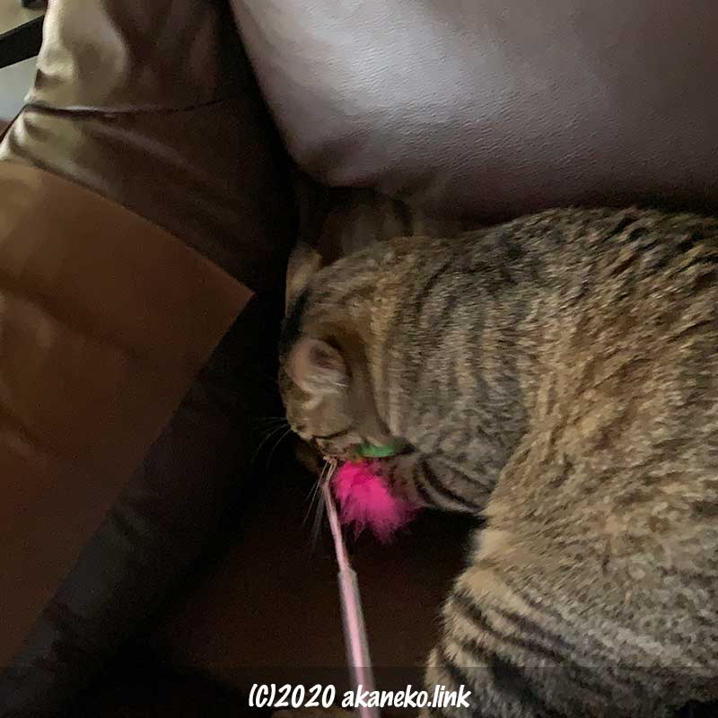 ソファの上で猫じゃらしを噛みしめるキジ猫