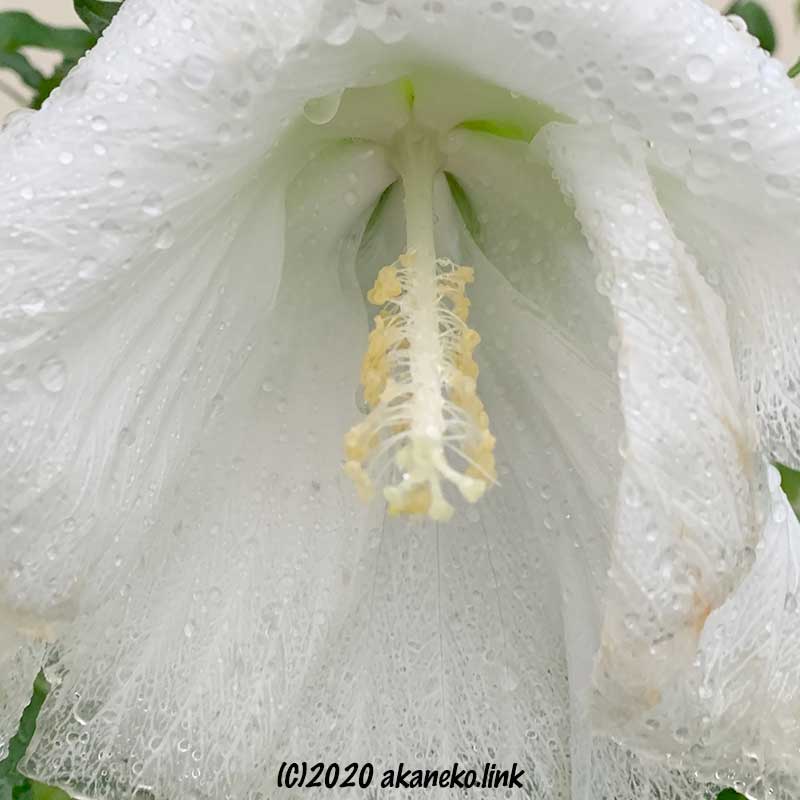 雨の中でしおれかけのタイタンビカス・エルフの花