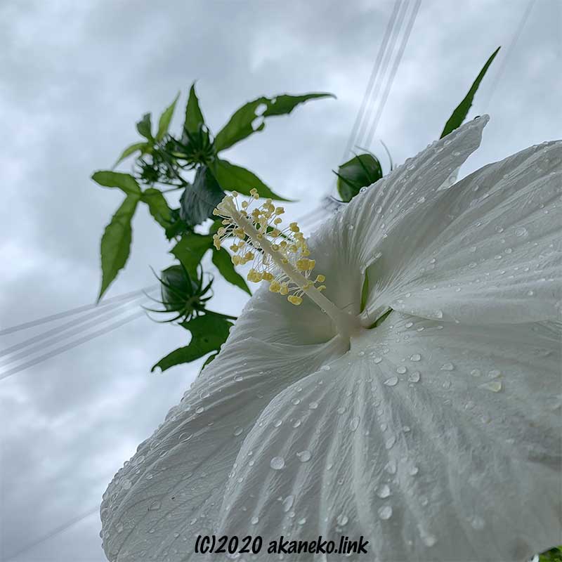 雨に負けないタイタンビカス・エルフの花