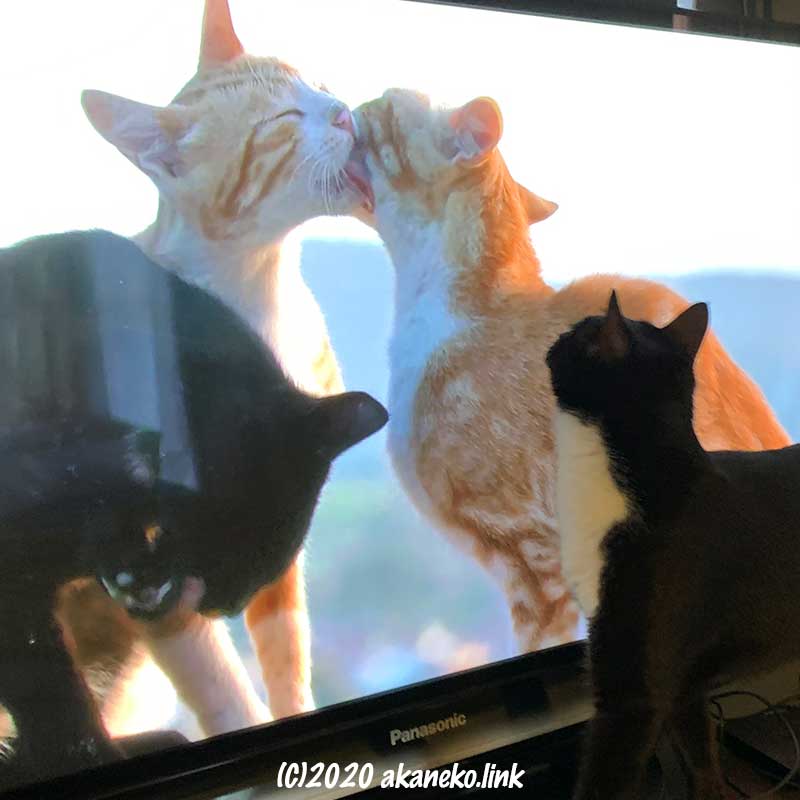 テレビ画面の猫を見つめる猫