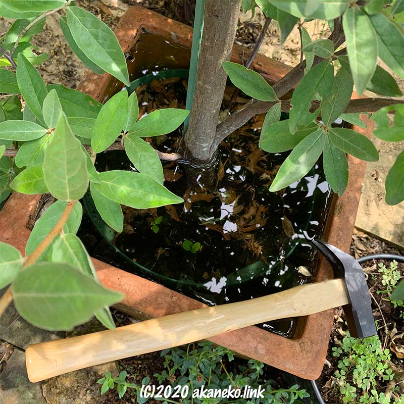 ロシアンオリーブの植木鉢に溜まった雨水