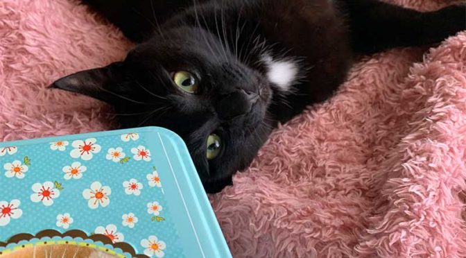 ラ・トリニテーヌの猫缶に額をつける黒猫