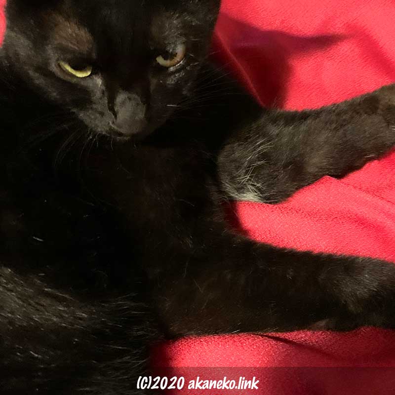 赤い布の上の黒猫