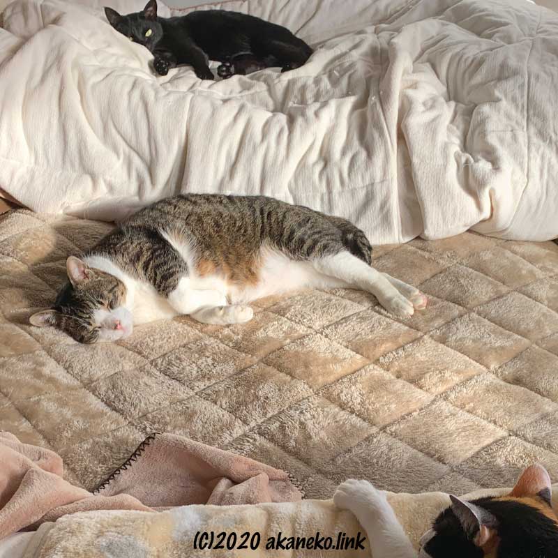 ベッドに寝る３匹の猫