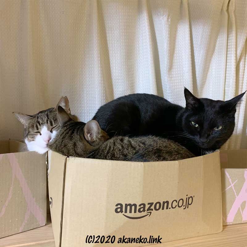 アマゾンの段ボール箱に詰まった３匹の猫