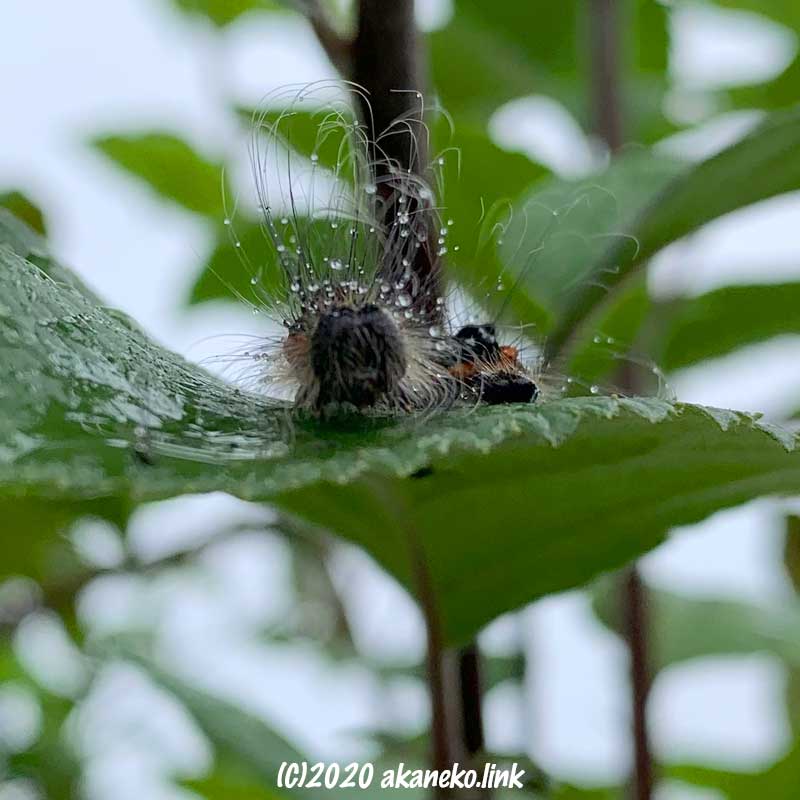 リンゴの葉の上、雨の中の芋虫（リンゴケンモン幼虫）