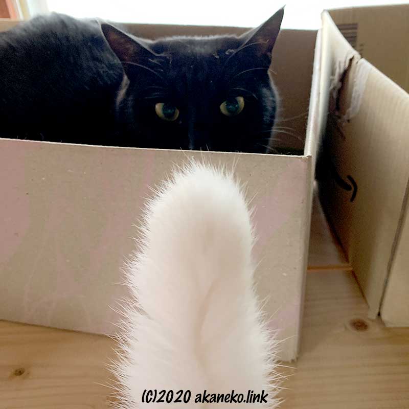 段ボール箱の中から猫じゃらしを狙う猫