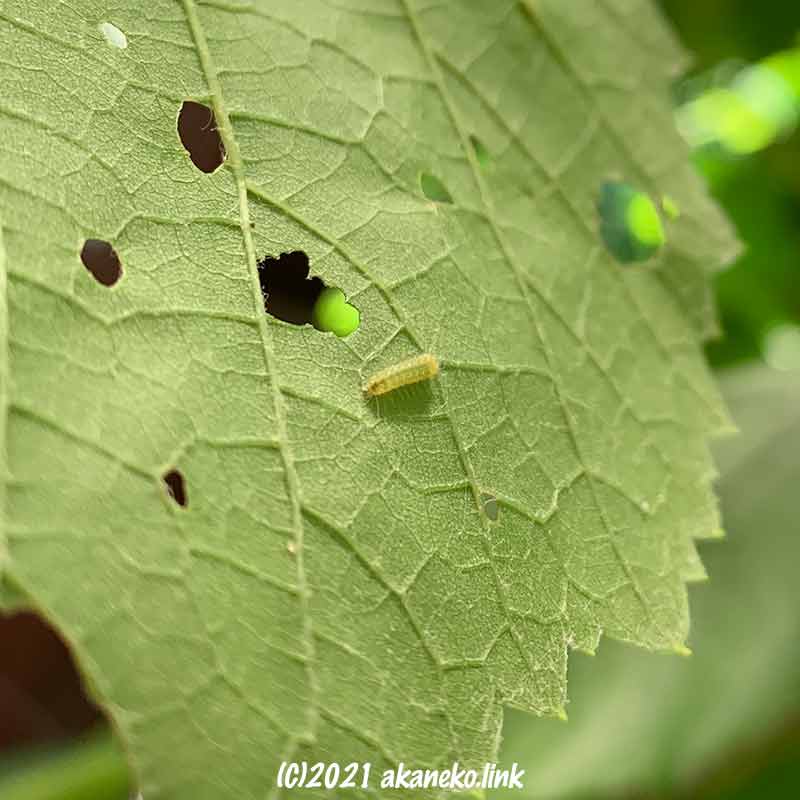 ブドウスカシクロバの小さな幼虫