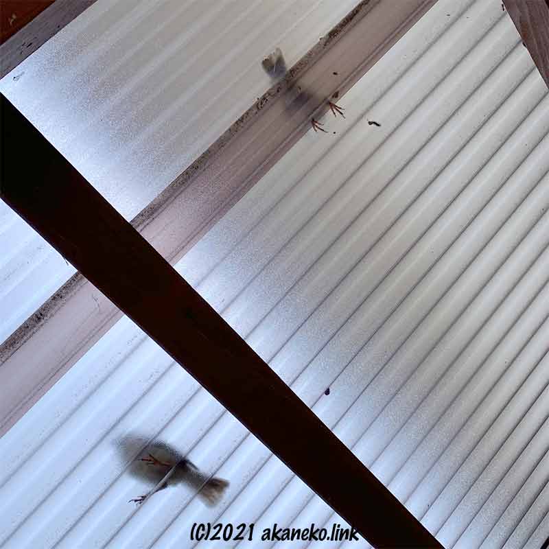 ポリカ屋根から透けて見える雀の影