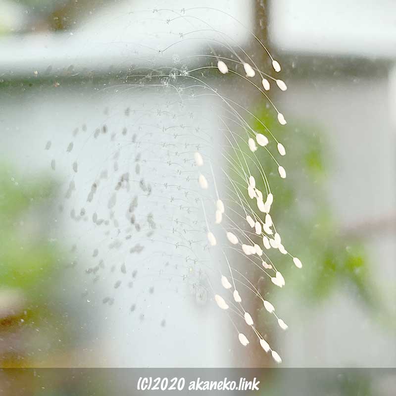 窓ガラスの優曇華（うどんげ ）の花：クサカゲロウの卵