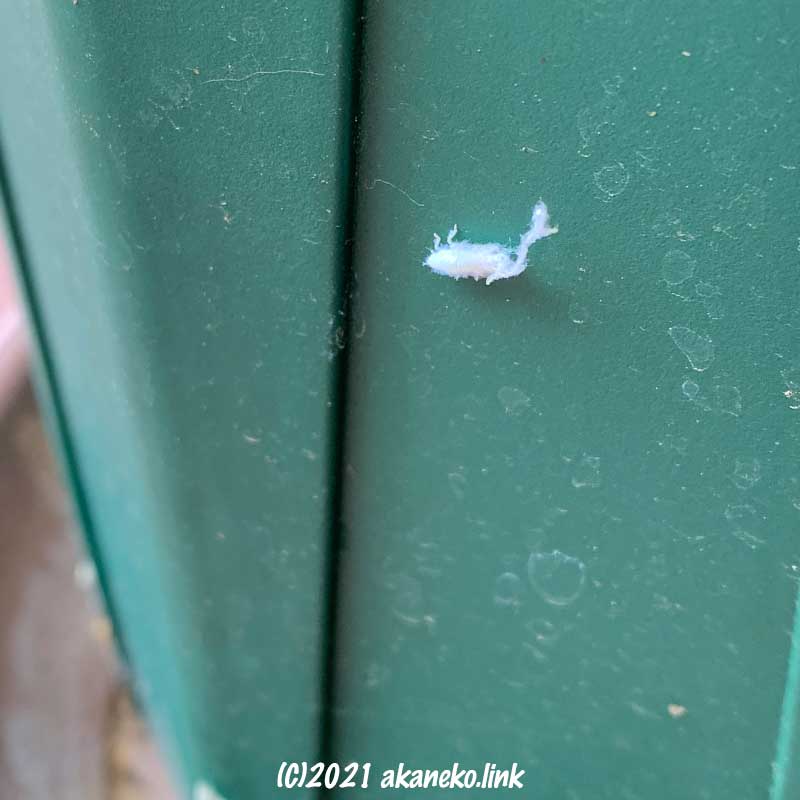 植木鉢の飛んできた白くふわふわしたアオバハゴロモの幼虫