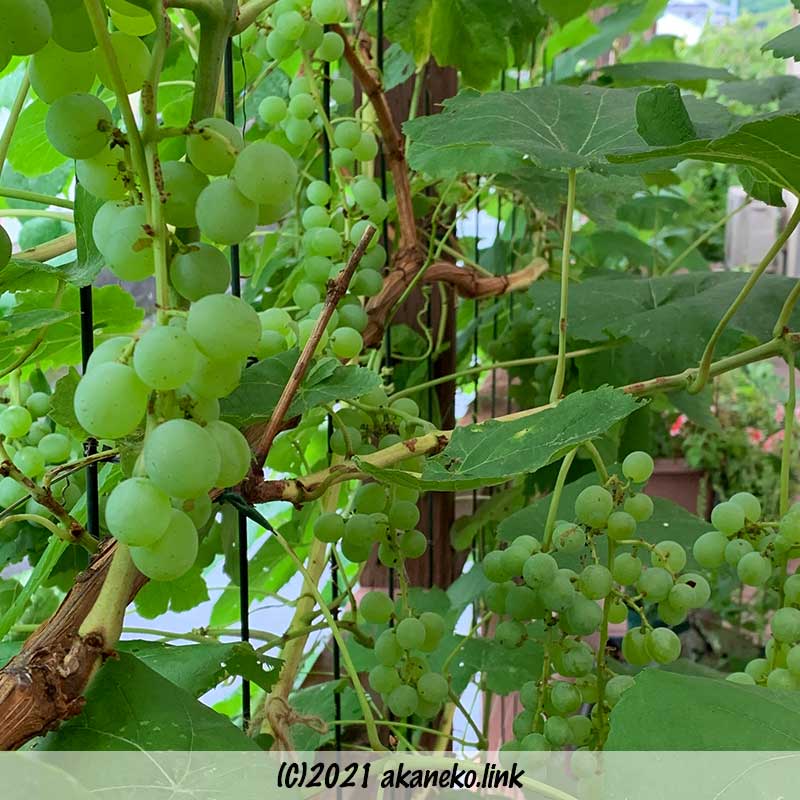 放任栽培している葡萄（ヒムロッド・シードレス）の房