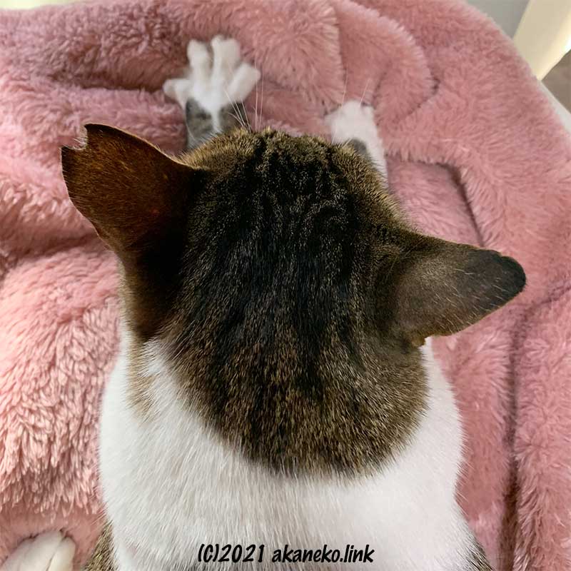 毛布をモミモミする猫