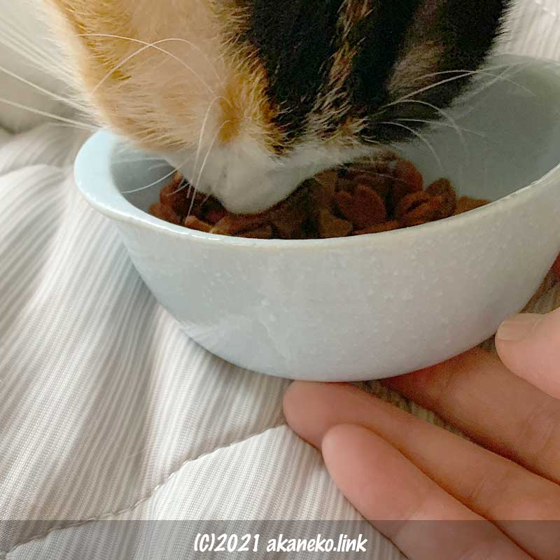 小さなお椀のカリカリを食べる猫