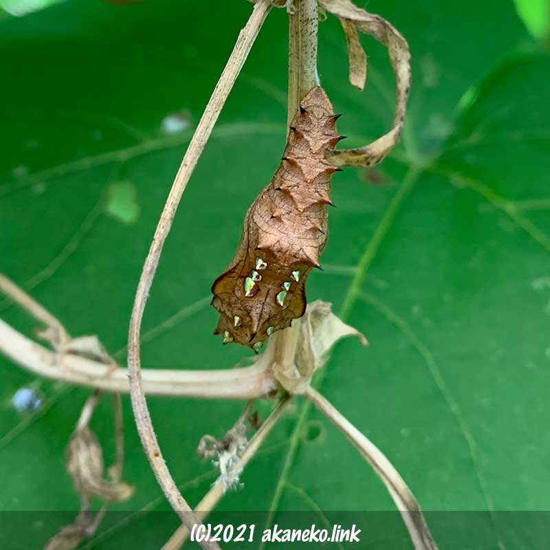 ビオラの枯れ枝についた蝶（ツマグロヒョウモン）の蛹