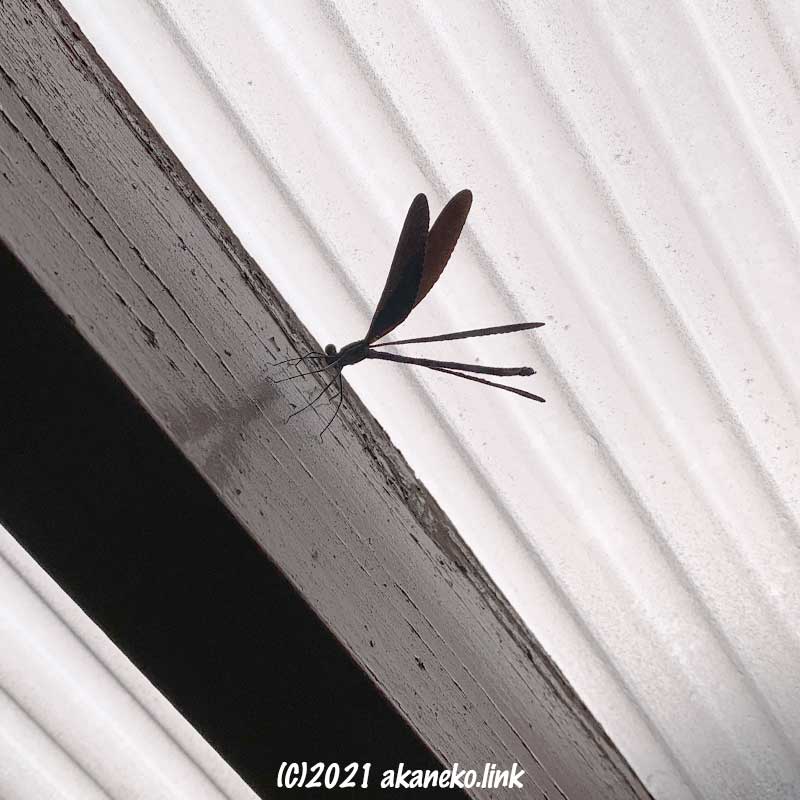 ウッドデッキの屋根で脱出口を探す黒い蜻蛉