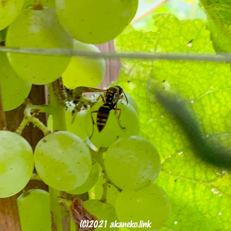 葡萄の実を食べるコアシナガバチ