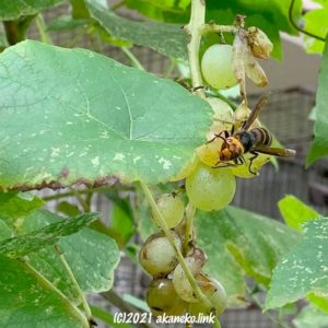 アップルミントとの戦い アカネコ生活