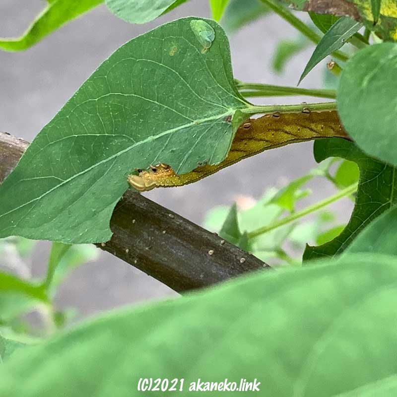 ヘクソカズラの葉を食べるホシヒメホウジャクの幼虫