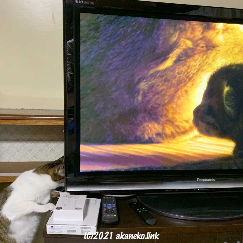 TV画面から聞こえる子猫の声に反応する雌猫