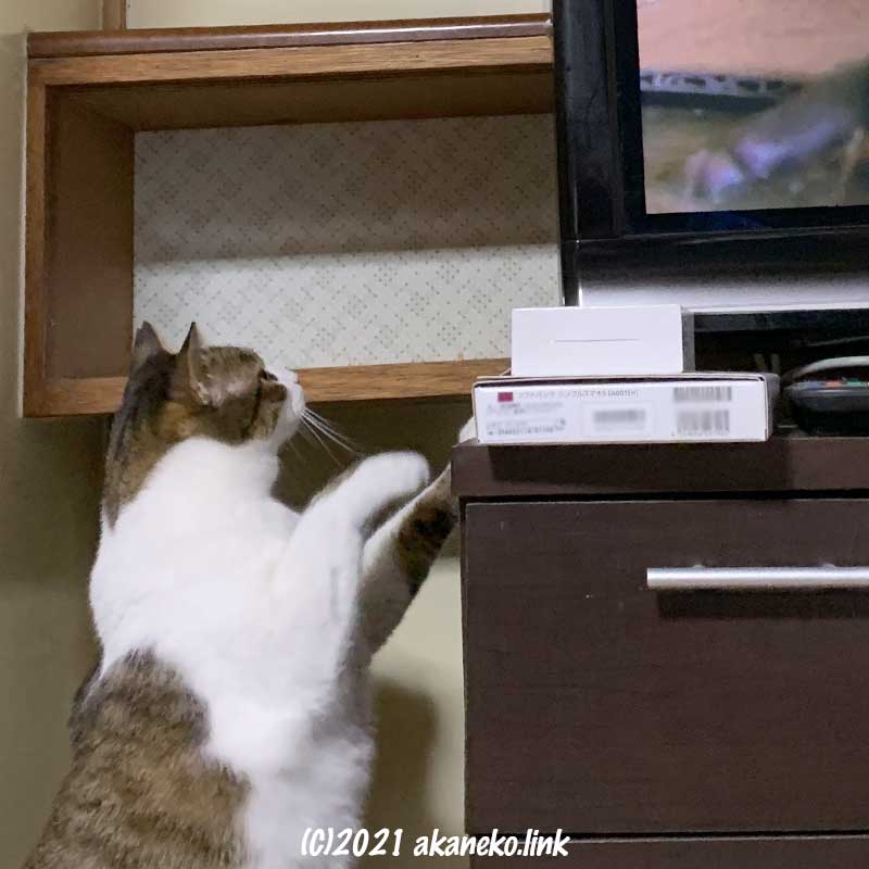 テレビの画面が気になる猫