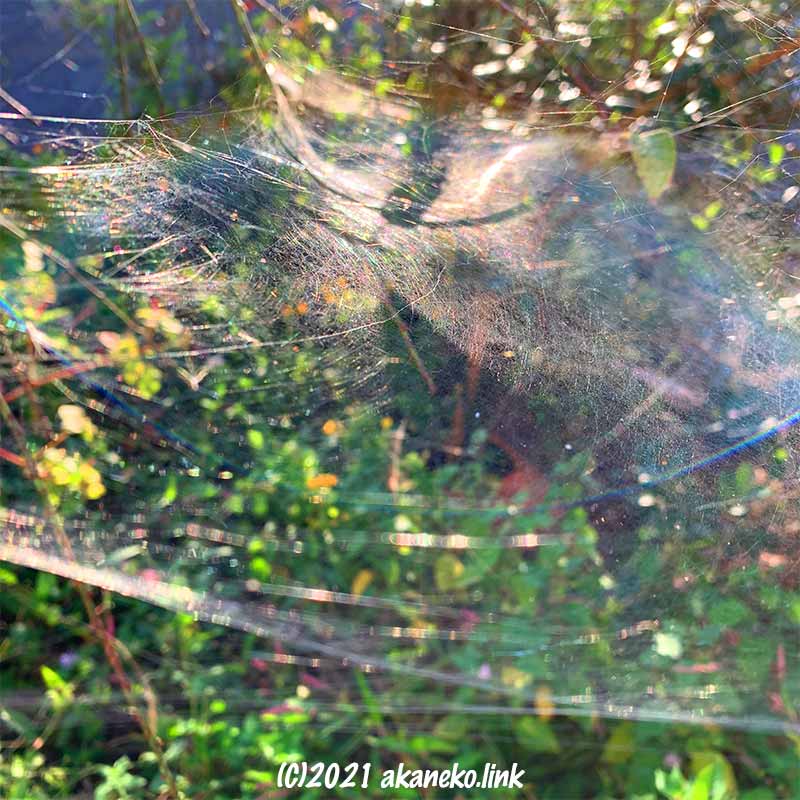 陽の光を反射する蜘蛛の巣