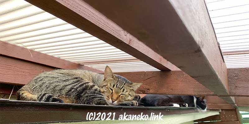ウッドデッキの屋根と庇の隙間で寝ている2匹の猫