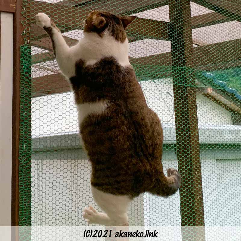 猫小屋の金網をつたい登るぽっちゃり猫