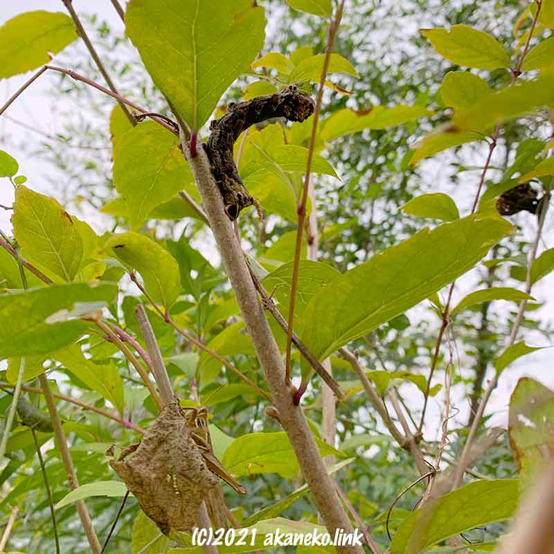 コムラサキの枝の芋虫（クロメンガタスズメ）とバッタ（ツチイナゴ）