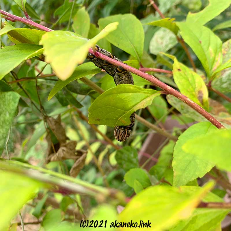コムラサキの葉を食べるクロメンガタスズメの幼虫