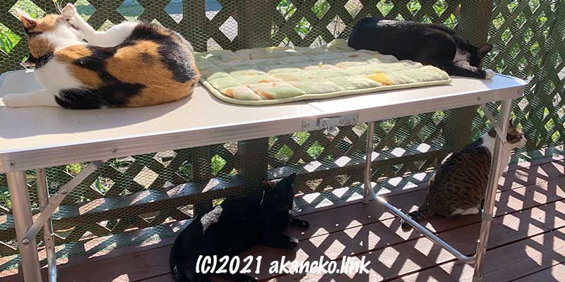 ウッドデッキの猫小屋で日光浴する猫たち