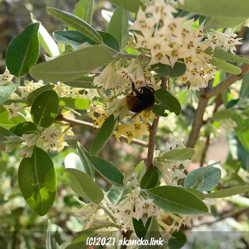 ロシアンオリーブを吸蜜するハチ