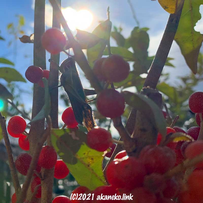 ロシアのリーブの赤い実とツチイナゴ