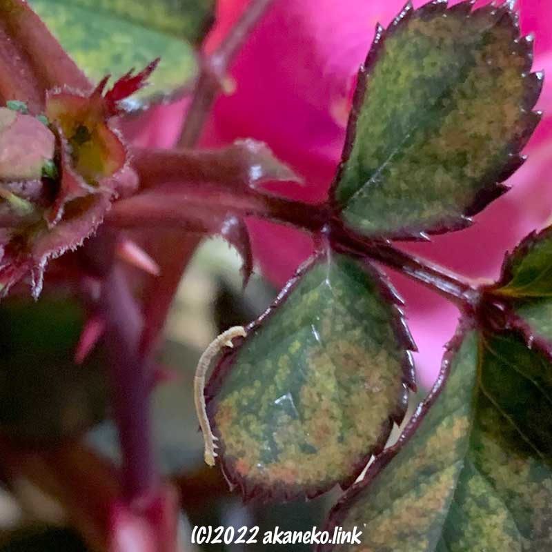 1月のバラの葉に小さな芋虫（エダシャク）