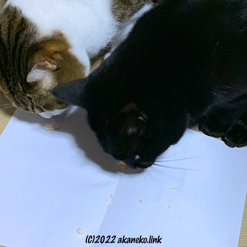 焼き海老を食べる2匹の猫（キコとクロエ）