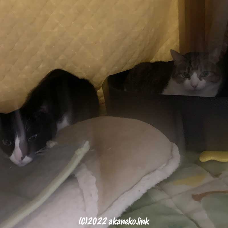 炬燵の中の猫2匹