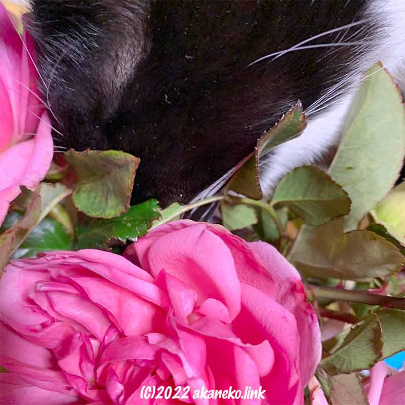 バラの花瓶に鼻を突っ込む猫