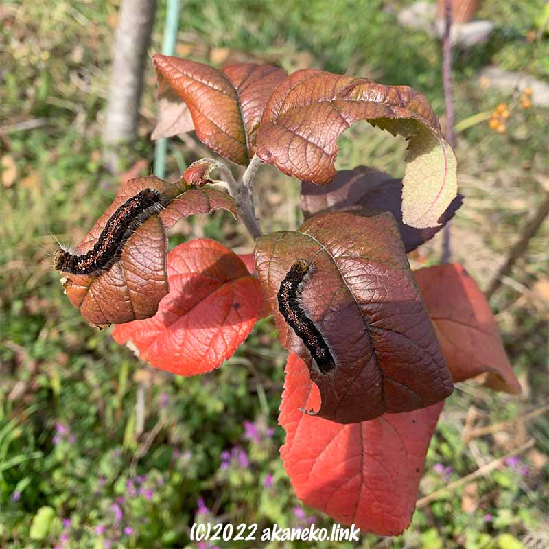 1月紅葉したリンゴの葉の上の毛虫（キバラケンモン）