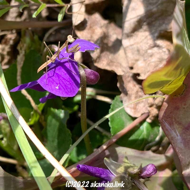 スイートバイオレットの花の上のオオカマキリの幼虫
