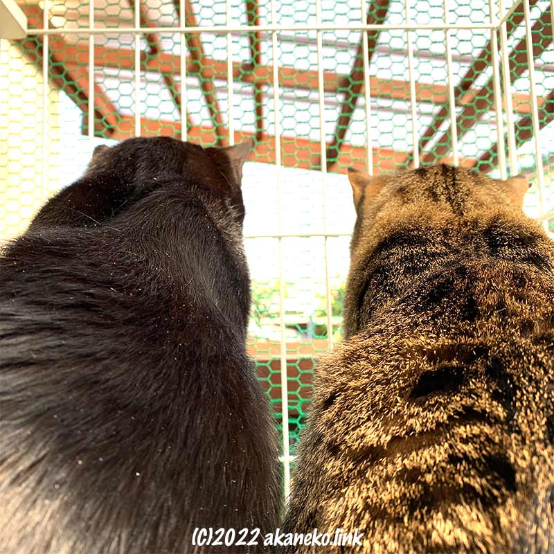 金網越しに覗き見をする2匹の猫の背中