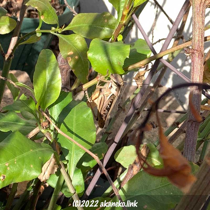 3月ルリマツリの葉を食べているツチイナゴ