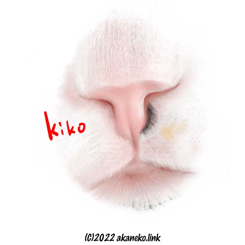 猫の鼻の絵（キジ猫キコの鼻）