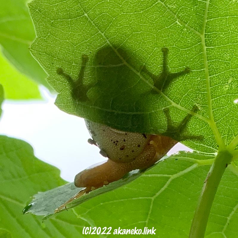 雨の日葡萄の葉にうつるカエルのシルエット