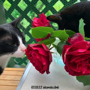 赤い薔薇の香りを嗅ぐ猫