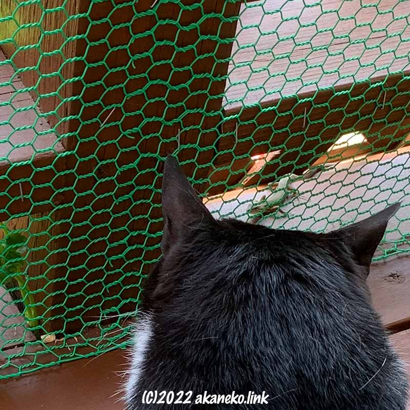 金網の向こうのニホンカナヘビを見つめる猫の後頭部
