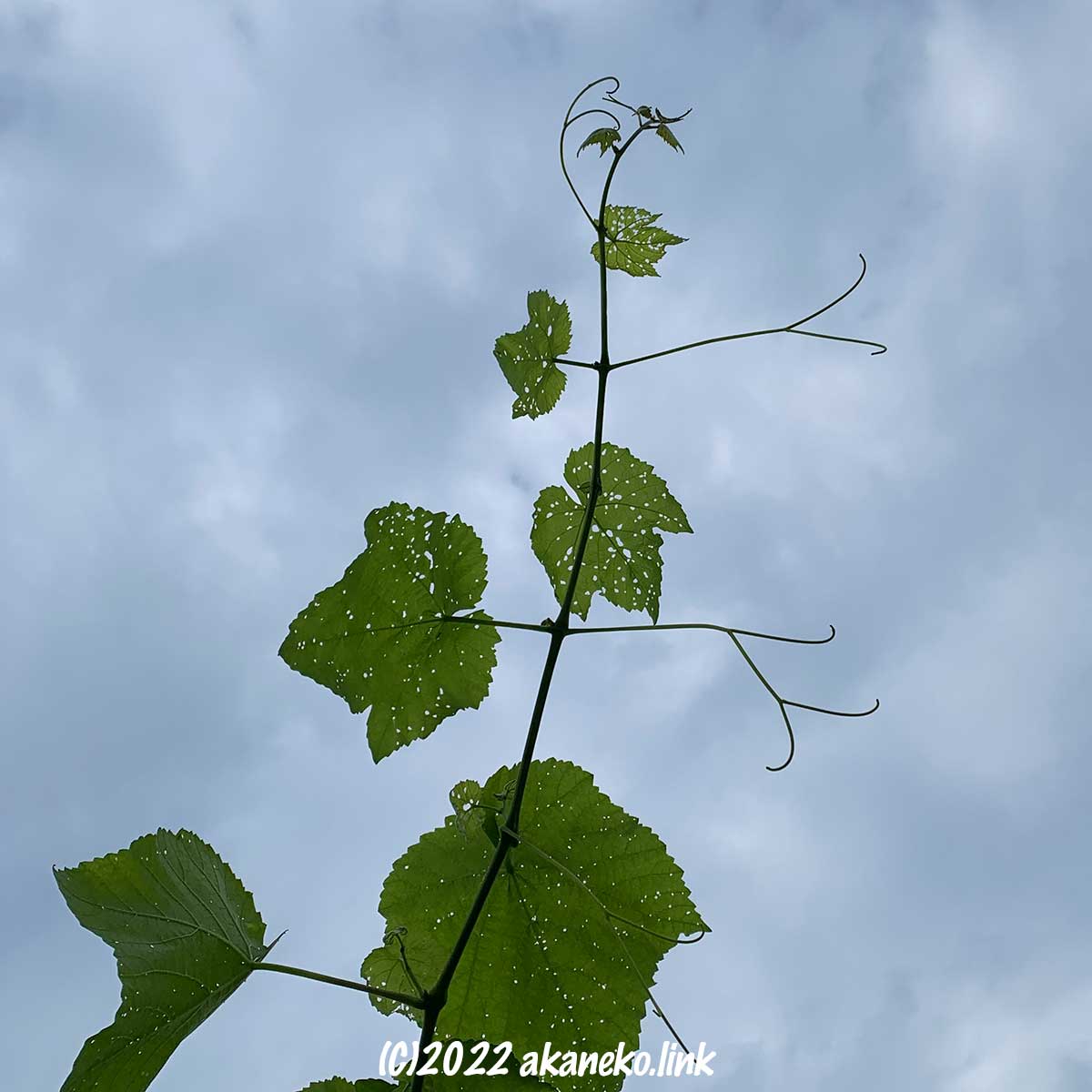 ブドウスカシクロバの幼齢幼虫が齧った葡萄の葉